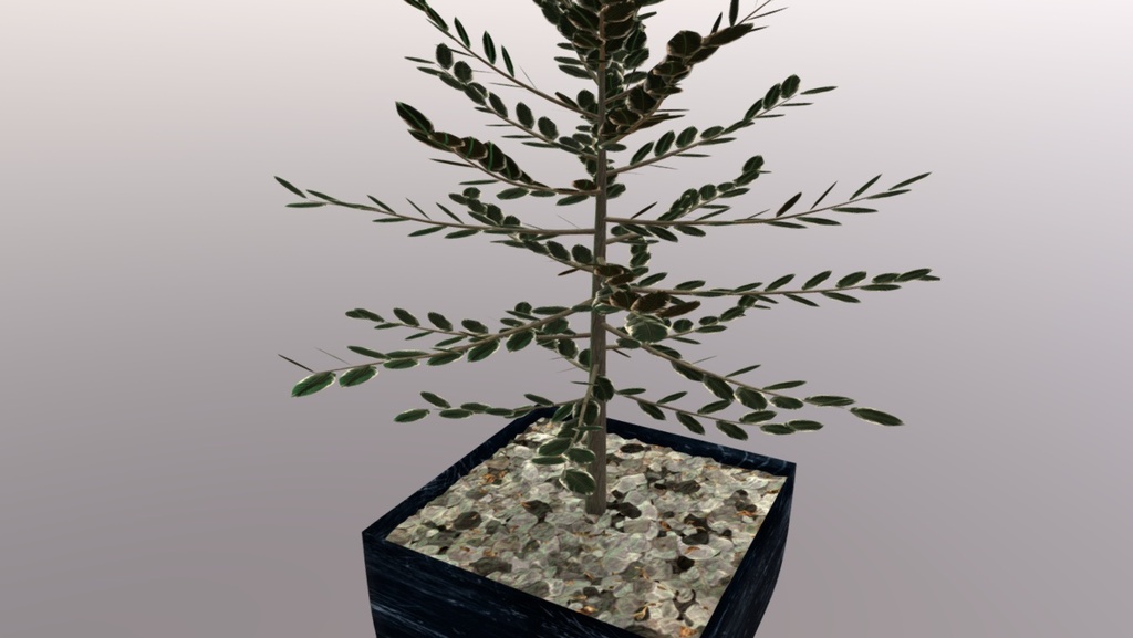 p6.jpg