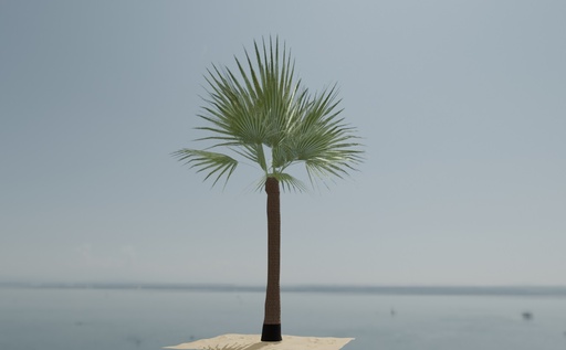 Palm tree