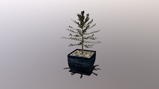 Potted Plant
